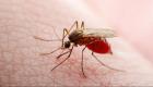 الصحة العالمية تحذر: مرض ينقله البعوض يشكل «تهديدا كبيرا»