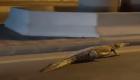 مشهد مرعب.. تمساح ضخم يتجول في شوارع القطيف (فيديو)