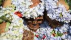 رسم عجیب مردم بولیوی؛ جشن «روز جمجمه» برای قدردانی از مردگان! (+تصاویر)