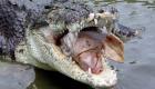 روش عجیب دامدار استرالیایی برای رهایی از دست تمساح!