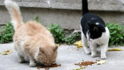 Kıbrıs'ta kediler arasında yayılan ölümcül virüs alarmı