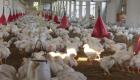 طالبان: گوشت مرغ تولید پاکستان «حلال نیست» و وارد افغانستان نمی‌شود