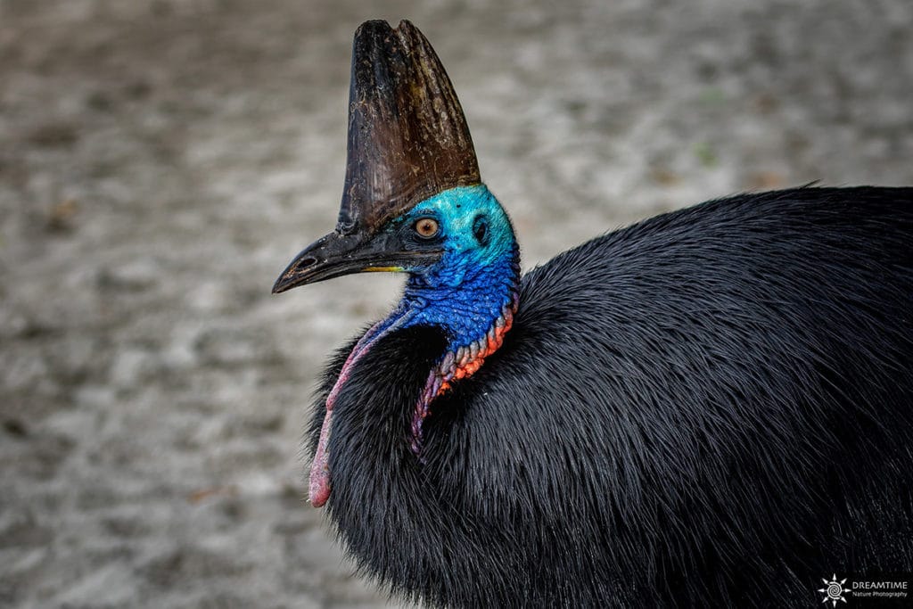 L’étrange apparition du casoar en Australie