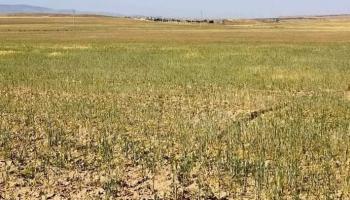 حقول القمح في محافظة باجة شمال غربي تونس - أرشيفية