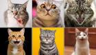گربه‌ها برای ابراز احساسات از ۳۰۰ حالت مختلف چهره استفاده می‌کنند!