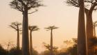 Madagascar en feu : Effet de serre à l'origine de la pire vague de chaleur en 40 ans 