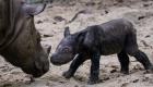 نوع مهدد بالانقراض.. ميلاد وحيد قرن سومطري في إندونيسيا