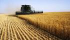 Dünya gıda güvenliği tehlikede: İklim değişikliği  tahıl mahsullerini olumsuz etkiliyor