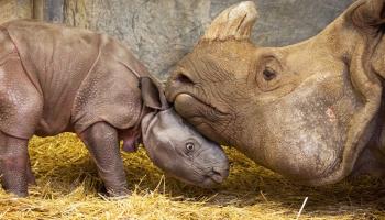 vidéo..Miracle de la nature : Un bébé Rhinocéros de Sumatra point d'espoir dans la course à la survie