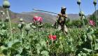 درآمد کشاورزان افغانستانی از کشت تریاک سه برابر شده است