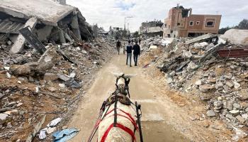 Vidéo..Exploration à dos d'âne : Témoignage silencieux des ravages à Khan Younis, Gaza 