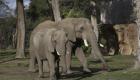 اقدام عجیب ۵ فیل برای انتقام از صاحب خودرویی که با بچه فیل برخورد کرد! (+عکس)