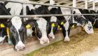 Accord de l'UE sur la réduction des émissions polluantes, mais les élevages bovins épargnés
