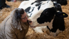 آغوش گرم یک گاو؛ جدیدترین روش برای کاهش استرس انسان‌ها