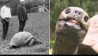 جشن تولد پیرترین حیوان زنده جهان؛ «جاناتان» ۱۹۱ ساله شد! (+ویدئو)