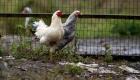 Alerte maximale en France : le risque de grippe aviaire passe de «modéré» à «élevé»