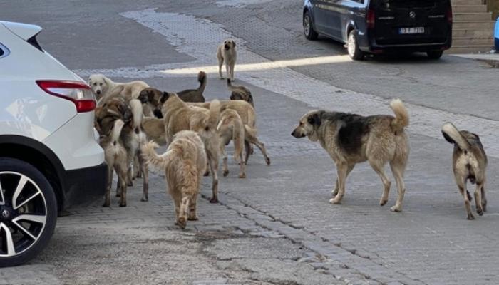 Türkiye'nin ürküten sorunu: Başıboş sokak köpekleri