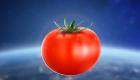 «ناسا» تعثر على الطماطم المفقودة في الفضاء