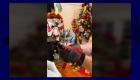 Noël : Des Américains découvrent un bébé hibou niché dans leur sapin