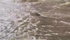ظهور تمساح في فيضانات أستراليا (فيديو)
