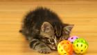 مطالعه: گربه‌ها هم بازی «رفتن و آوردن» را دوست دارند! (+ویدئو)