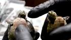 ویدئو | کشف و ضبط بیش از ۴ هزار قطعه لاک‌پشت در پرو