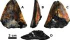 دندان‌ هیولای ماقبل تاریخ در کف اقیانوس کشف شد