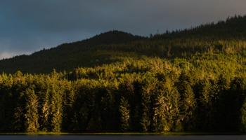 الغابات الوطنية في أمريكا