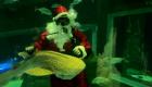 ببینید | بابانوئل در آکواریوم برزیل
