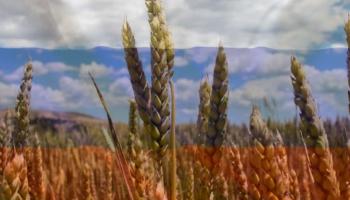 محاصيل الحبوب في روسيا