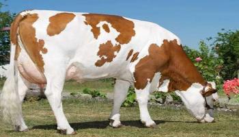 أبقار هولشتاين