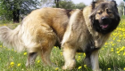 سگ قفقازی شاهسون؛ بزرگ‌ترین نژاد سگ در ایران