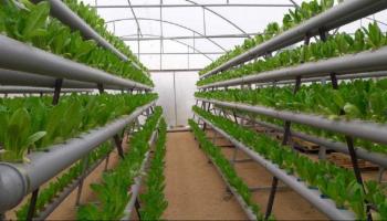 الزراعة المائية والهوائية لدعم تحقيق الأمن الغذائي