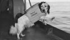 الكلاب في البحرية الأمريكية.. «جنود» من نوع خاص