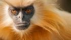 میمون عجیب و در حال انقراضی که از انسان متنفر است!