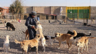 نگرانی دوستداران حیوانات از طرح ایران برای جمع‌آوری سگ‌های بی‌سرپرست