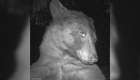 خرس کنجکاو با دوربین حیات وحش از خودش ۴۰۰ عکس سلفی گرفت!