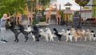 رکورد جالبی که در گینس توسط ۱۴ سگ ثبت شد (+تصاویر)