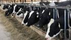 ابر گاو شبیه‌سازی شده سالی ۱۸ تن شیر می‌دهد!