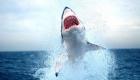 هجمات أسماك القرش في 2022.. 5 حوادث قاتلة عالميا