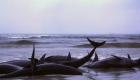 Depremden etkilenen balinalar karaya vurdu