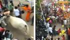 حمله گاو وحشی به شرکت‌کنندگان مراسم مذهبی؛ دکوراسیون با رنگ قرمز پوشیده بود! (+ویدئو)