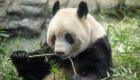 بالدموع.. يابانيون يودعون 4 حيوانات باندا قبل عودتها للصين