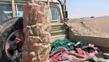جذع نخلة فخخته مليشيات الحوثي الإرهابية