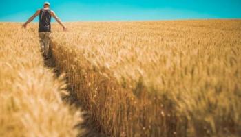 محصول القمح تراجع بمقدار الربع