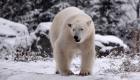 ویدئو | برف بازی حیوانات در باغ وحش اورگان