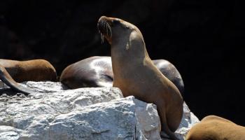 Des otaries et des oiseaux retrouvés morts