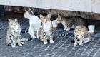 قتل القطط في تونس! مفاجأة في "الصورة الصادمة"