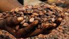 Kakao fiyatları 8 gün içinde 622 dolar arttı
