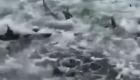 صحنه‌ای هولناک و نادر در خلیج مکزیک؛ ده‌ها کوسه ماهیگیران را به وحشت انداخت! (+ویدئو)